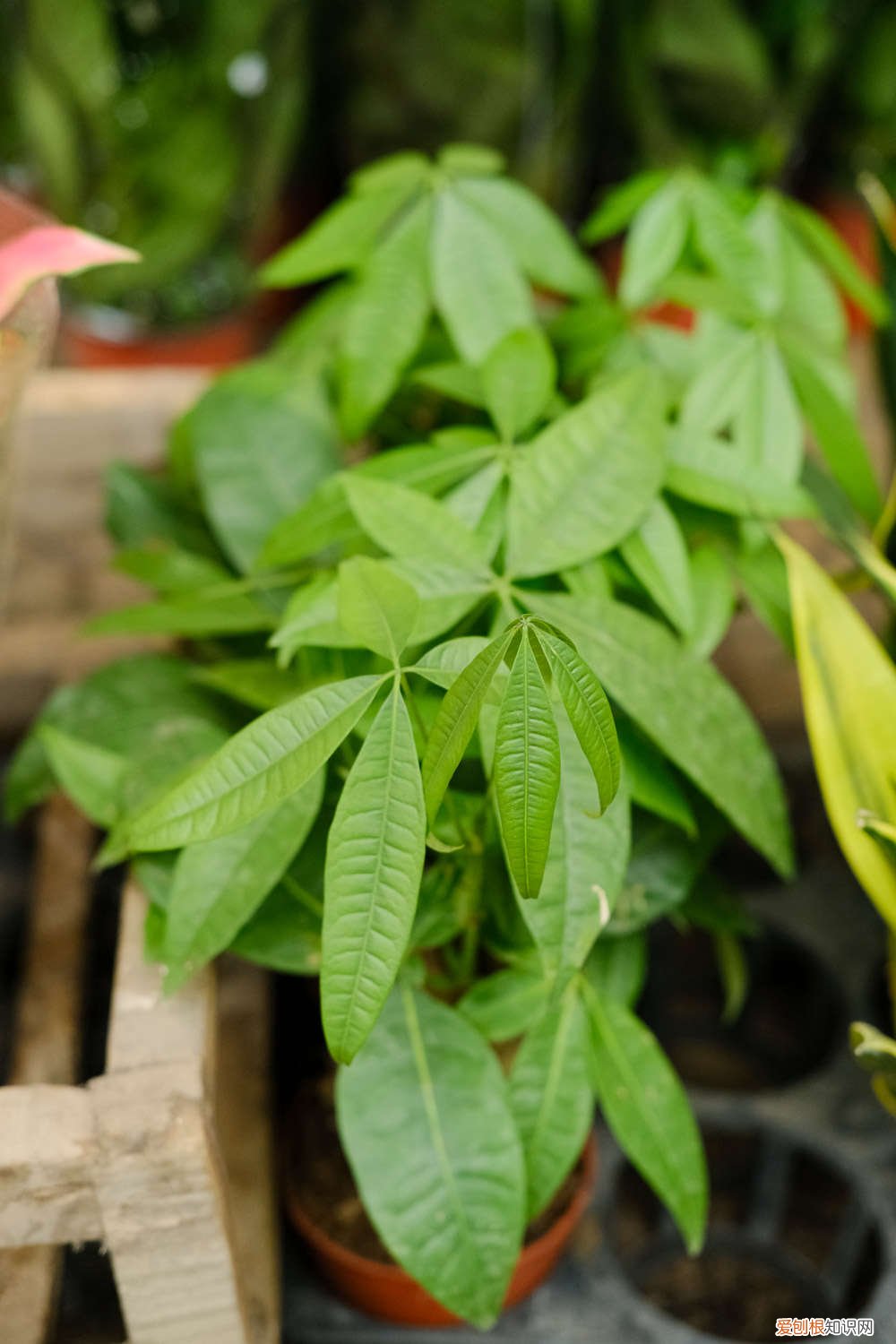 茉莉浇花浇多少毫升水 茉莉浇花浇多少