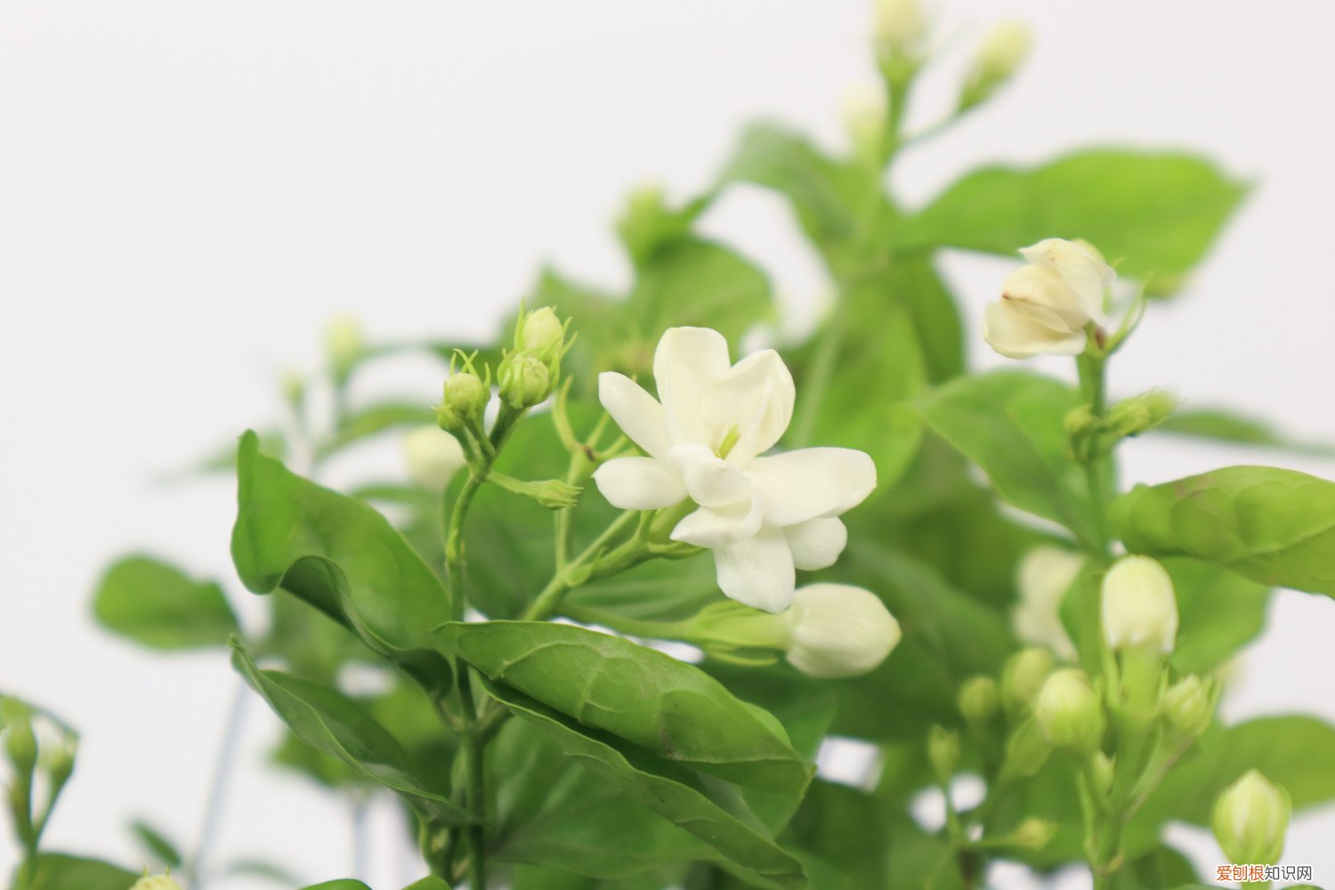 茉莉浇花浇多少毫升水 茉莉浇花浇多少