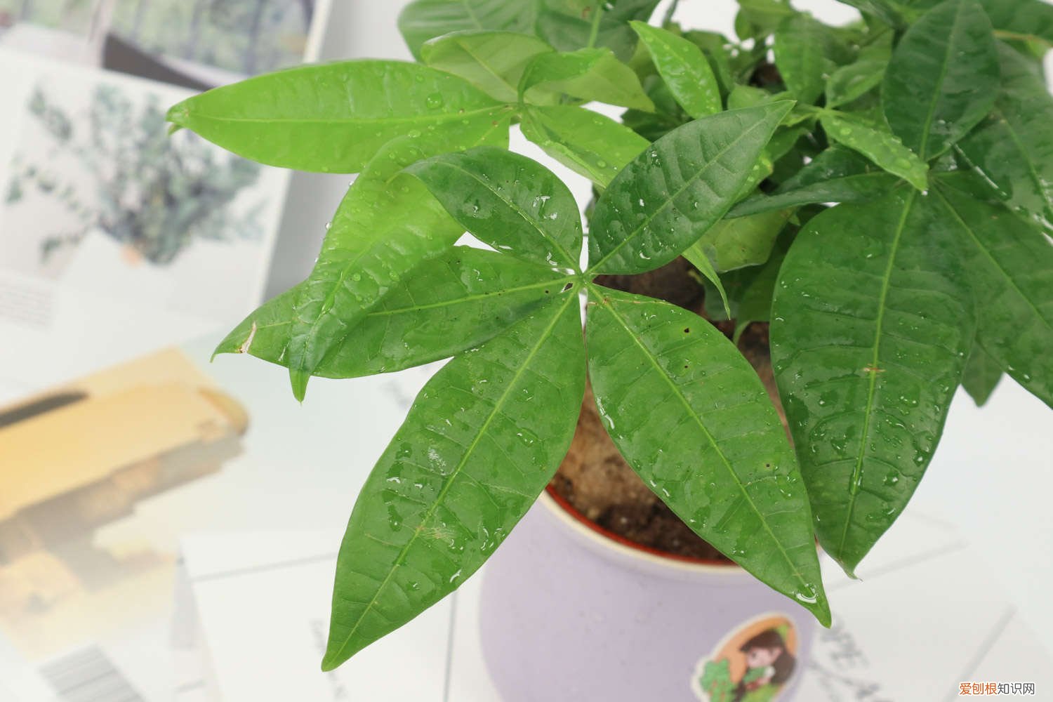 迷你发财树多少时间浇次水一次 迷你发财树多少时间浇次水