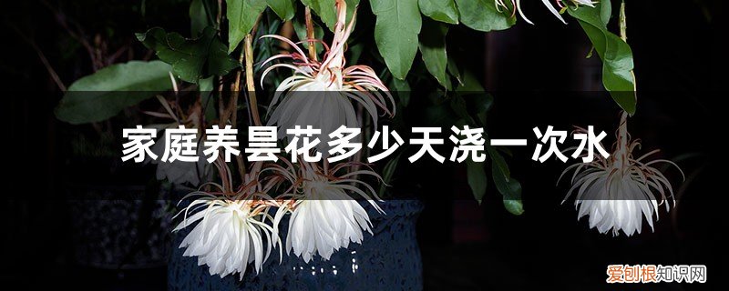 家庭养昙花多少天浇一次水合适 家庭养昙花多少天浇一次水