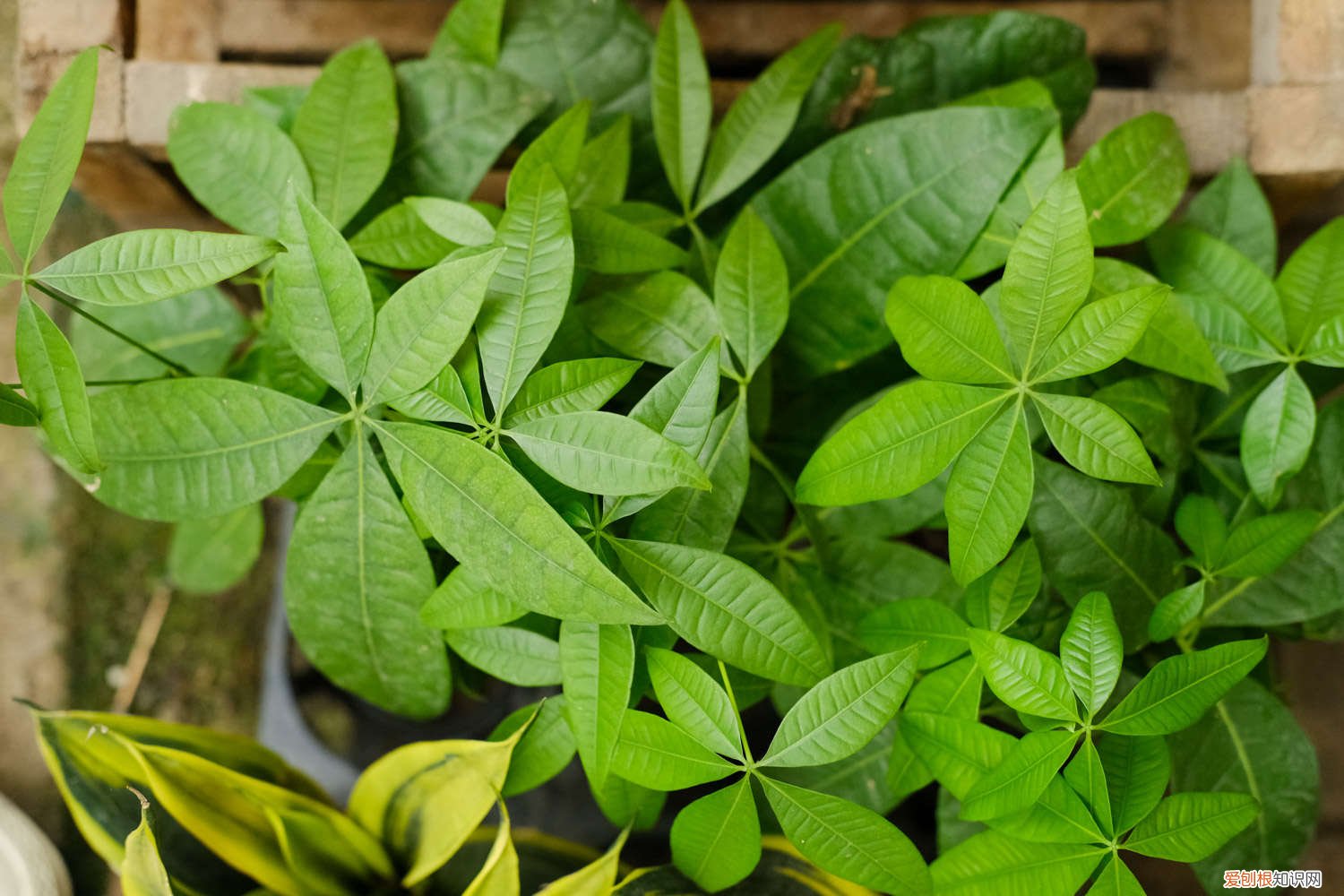 家里发财树多久浇一次水? 家里的发财树要多少天浇一次水