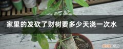 家里发财树多久浇一次水? 家里的发财树要多少天浇一次水