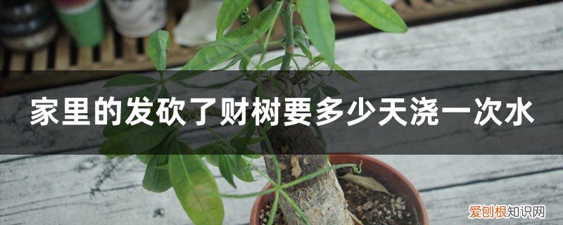 家里发财树多久浇一次水? 家里的发财树要多少天浇一次水