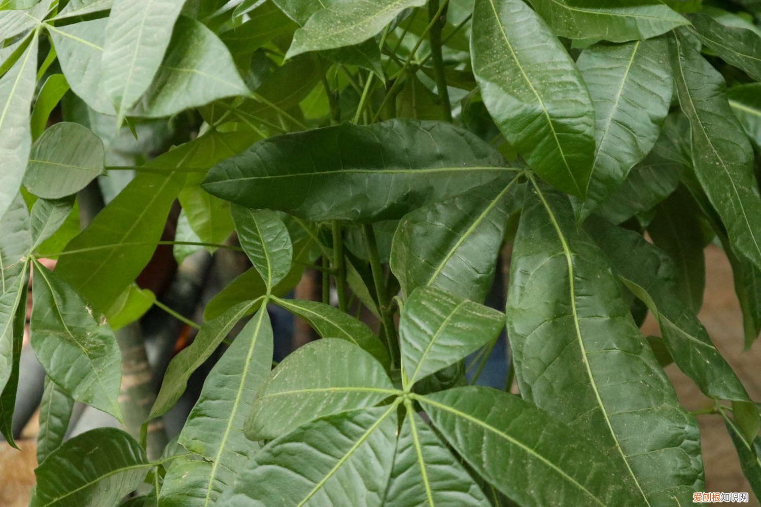 家里发财树多久浇一次水? 家里的发财树要多少天浇一次水