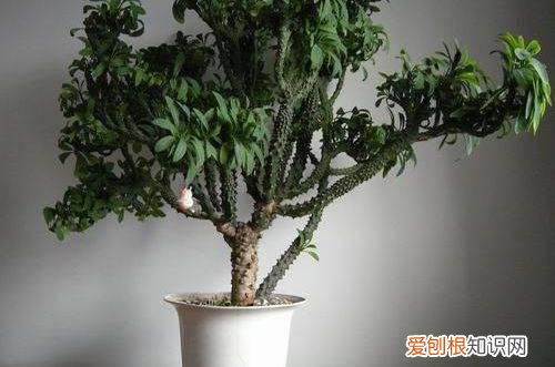 图 霸王鞭怎么养 霸王鞭的养殖方法和注意事项