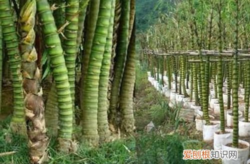 图 佛肚竹没有肚是什么原因 佛肚竹没有肚怎么办