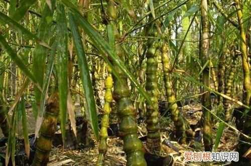 图 佛肚竹没有肚是什么原因 佛肚竹没有肚怎么办