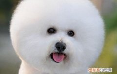 小狗一天不尿能憋住吗 狗狗一天不尿会憋坏吗