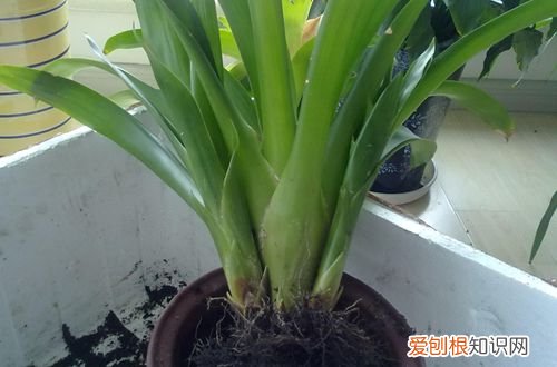 凤梨花什么时候分株 凤梨花如何分株图片