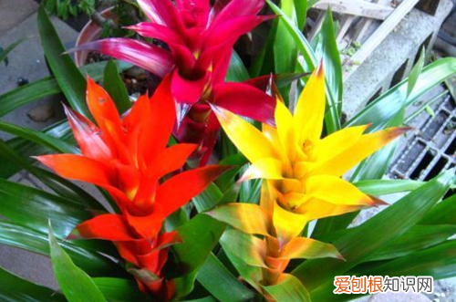 凤梨花什么时候分株 凤梨花如何分株图片