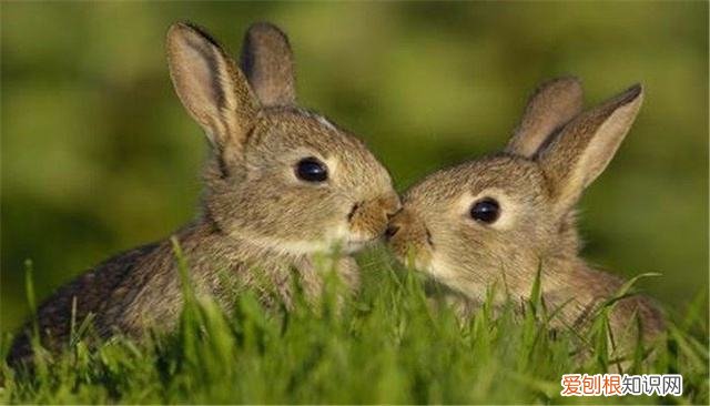 中国野兔寿命，野兔 寿命