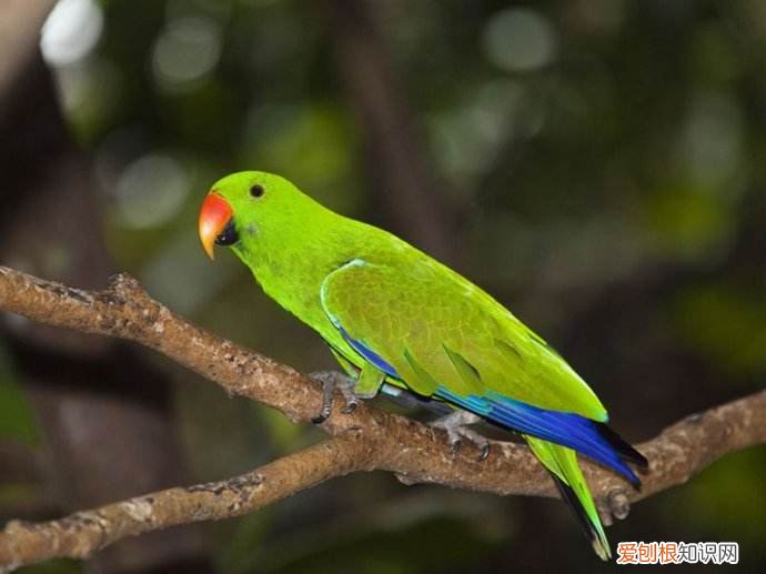 折衷鹦鹉的价格