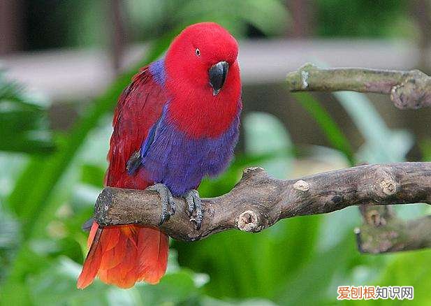 大型折衷鹦鹉价格