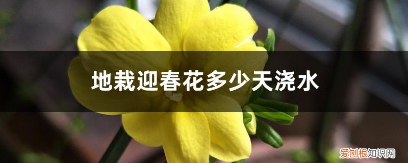 迎春花冬季怎样浇水 地栽迎春花多少天浇次水