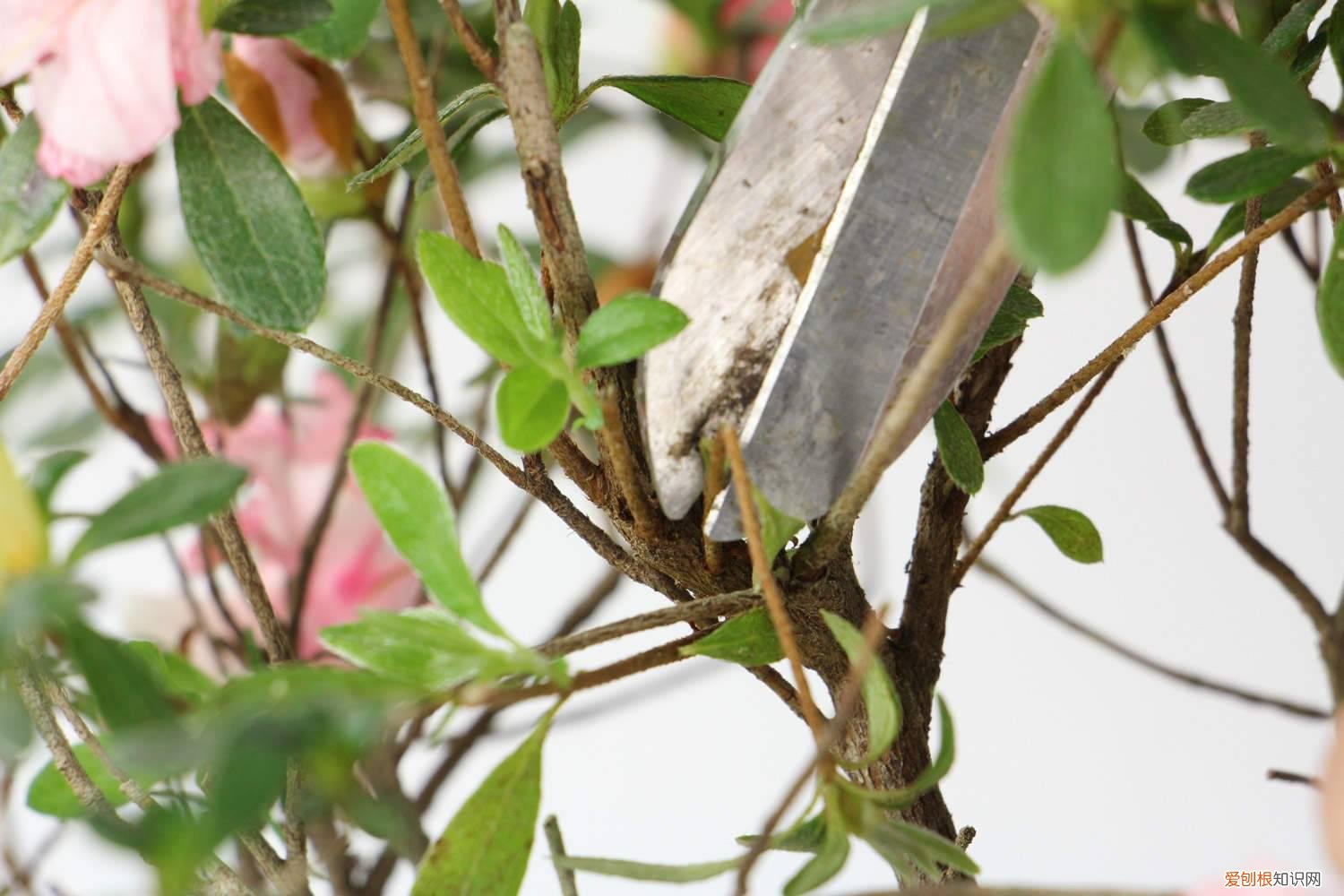 杜鹃花浇水浇多少 杜鹃花一盆浇多少水