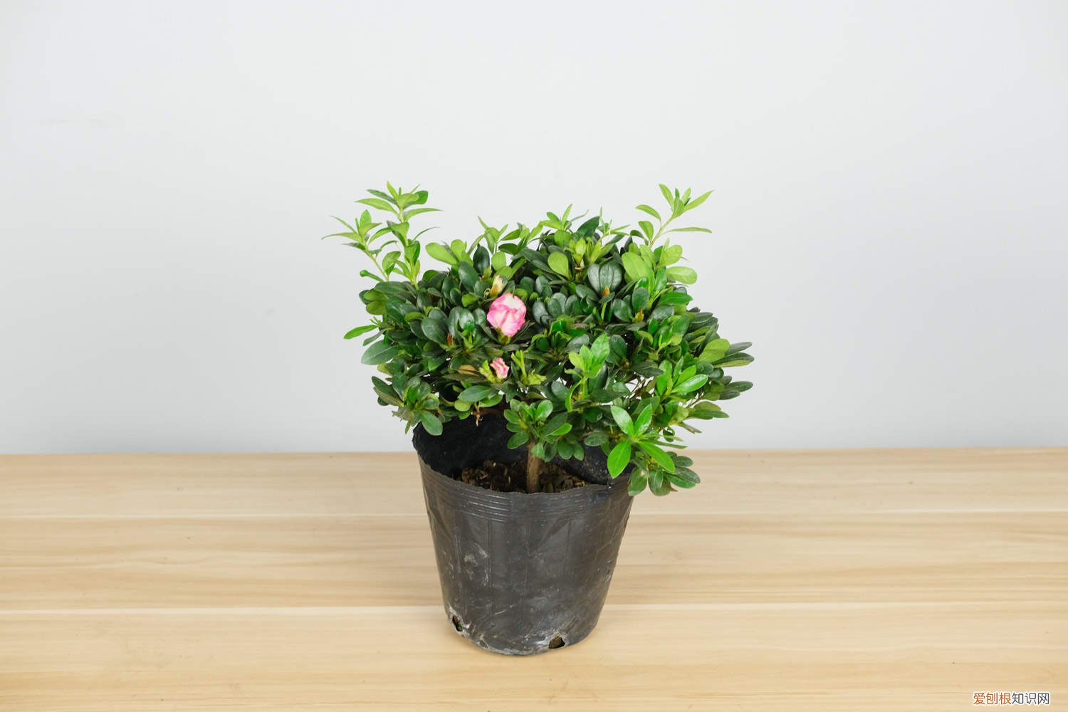 杜鹃花浇水浇多少 杜鹃花一盆浇多少水