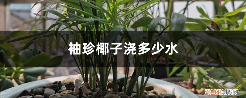 袖珍椰子移栽需浇透水吗 袖珍椰子浇多少水