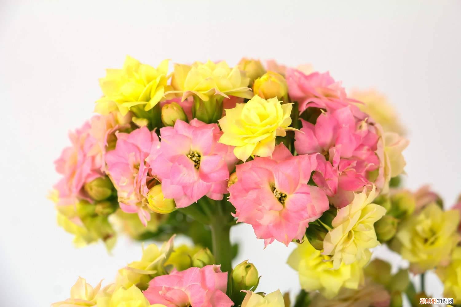 长寿花浇水要浇多少 长寿花浇多少水