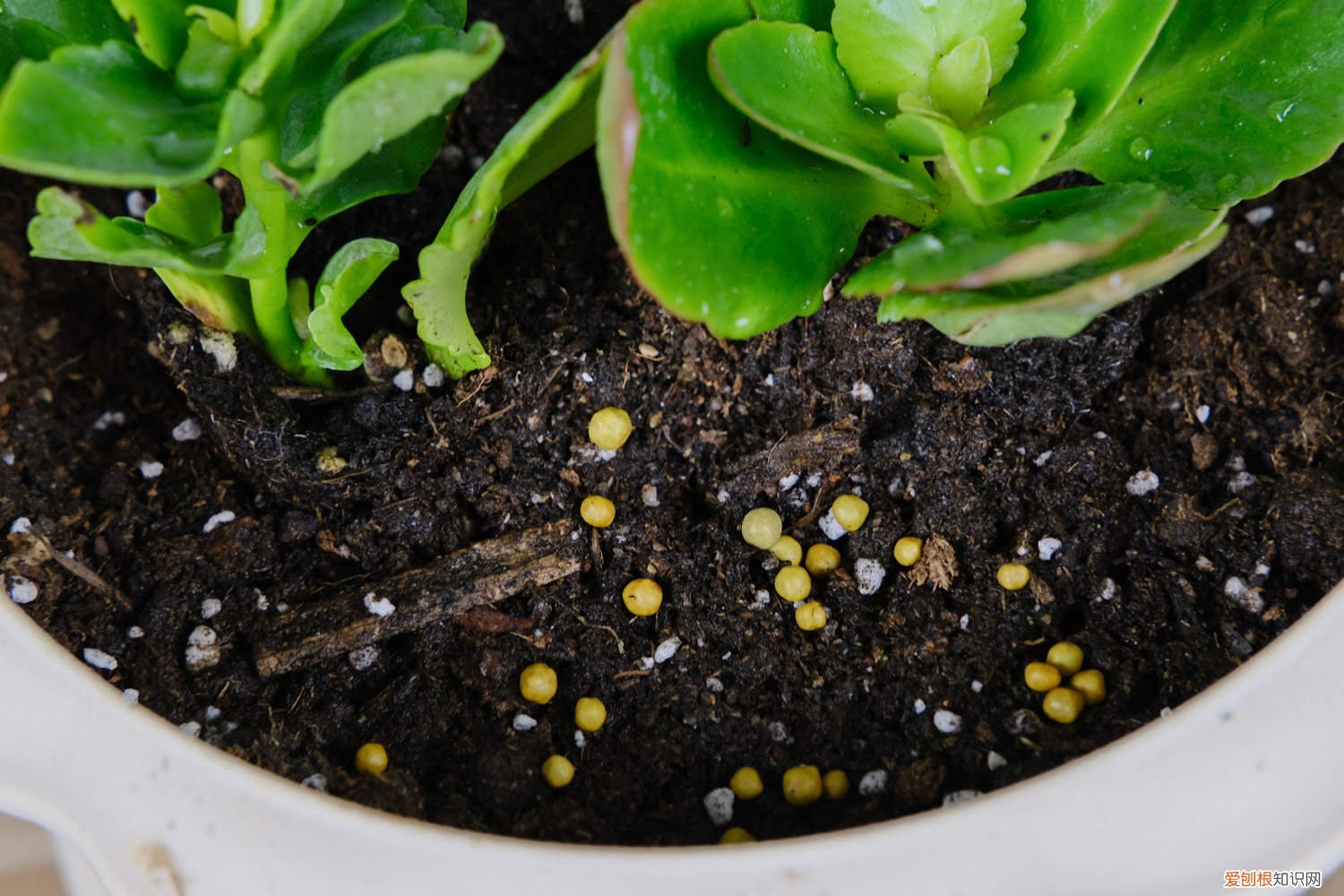 长寿花浇水要浇多少 长寿花浇多少水