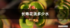 长寿花浇水要浇多少 长寿花浇多少水