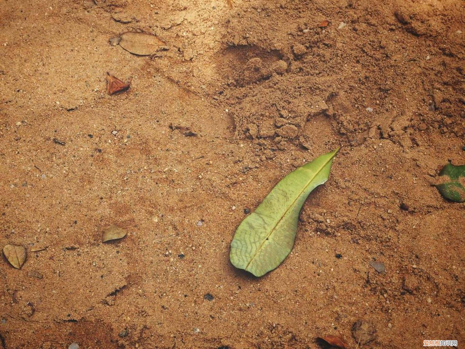花盆里放多少土合适 盆栽盆里放多少土合适