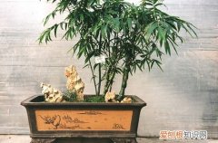 图 佛肚竹怎样修剪 佛肚竹修剪方法