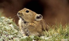 高原鼠兔的别名叫什么，高原鼠兔形态特征