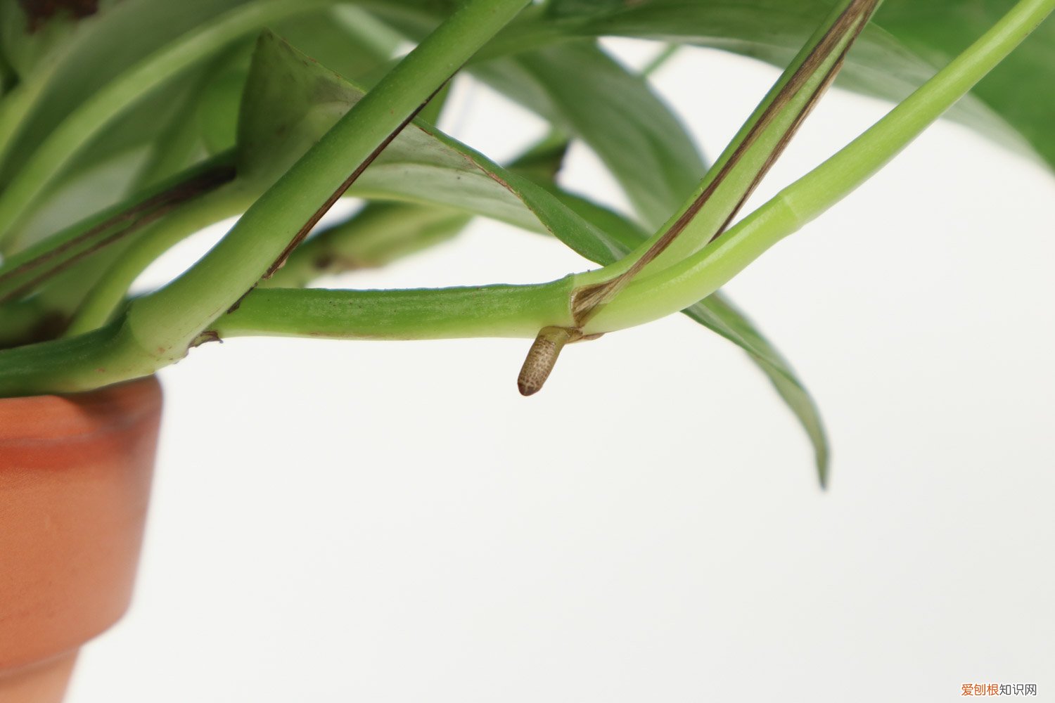 绿萝多少天换一次水最好 绿萝多少天换一次水