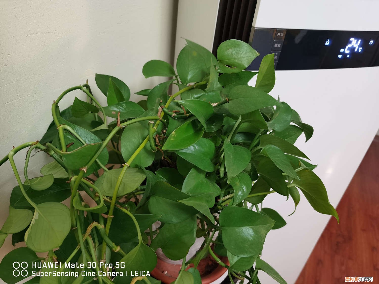 绿萝多少天换一次水最好 绿萝多少天换一次水