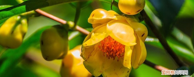 金花茶浇水方法 金花茶多少天浇次水