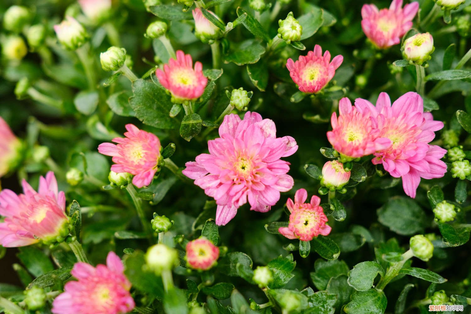 菊花多长时间浇一次水比较合适 菊花怎么判断浇水多少