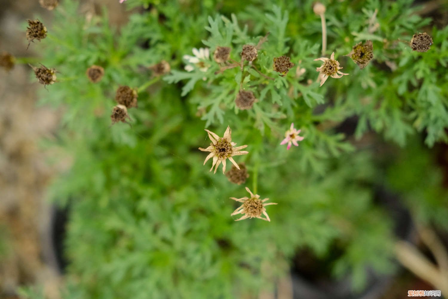 菊花多长时间浇一次水比较合适 菊花怎么判断浇水多少