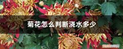 菊花多长时间浇一次水比较合适 菊花怎么判断浇水多少