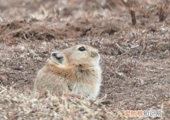 高原鼠兔会冷死吗，高原鼠兔是保护动物吗