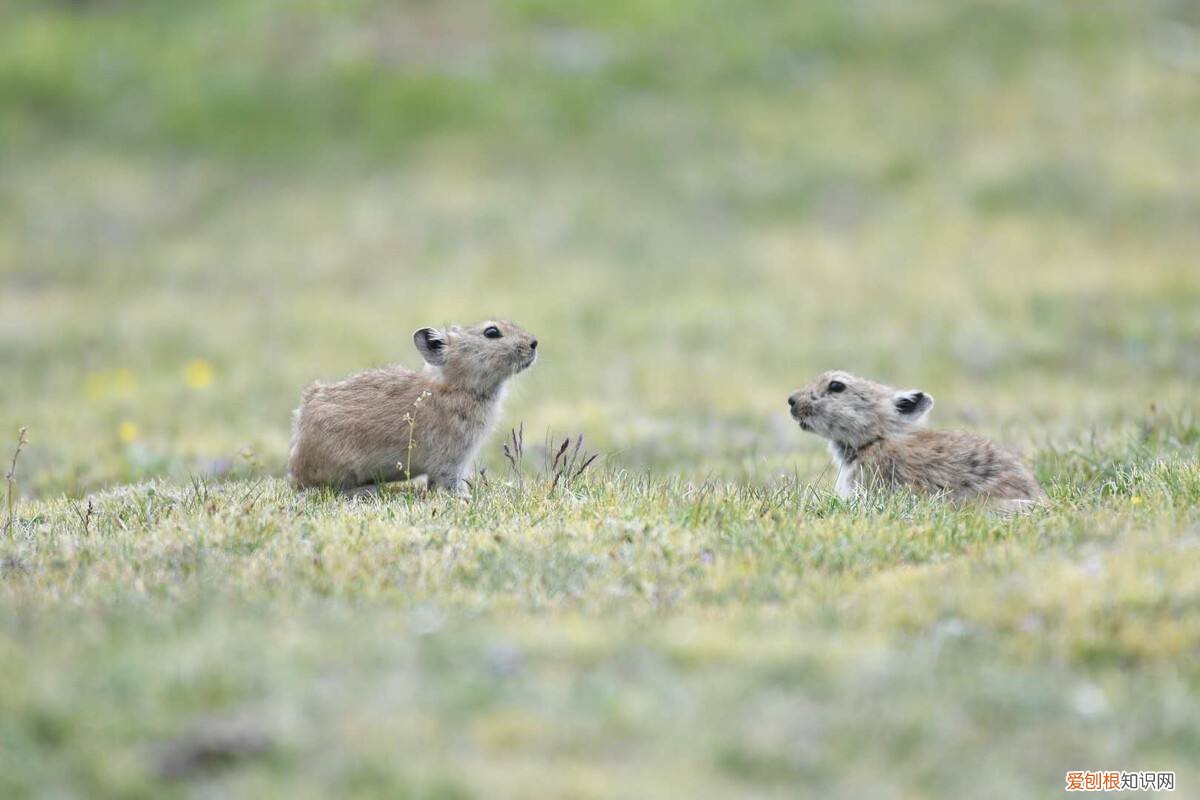川西鼠兔和高原鼠兔的区别，高原鼠兔是保护动物吗