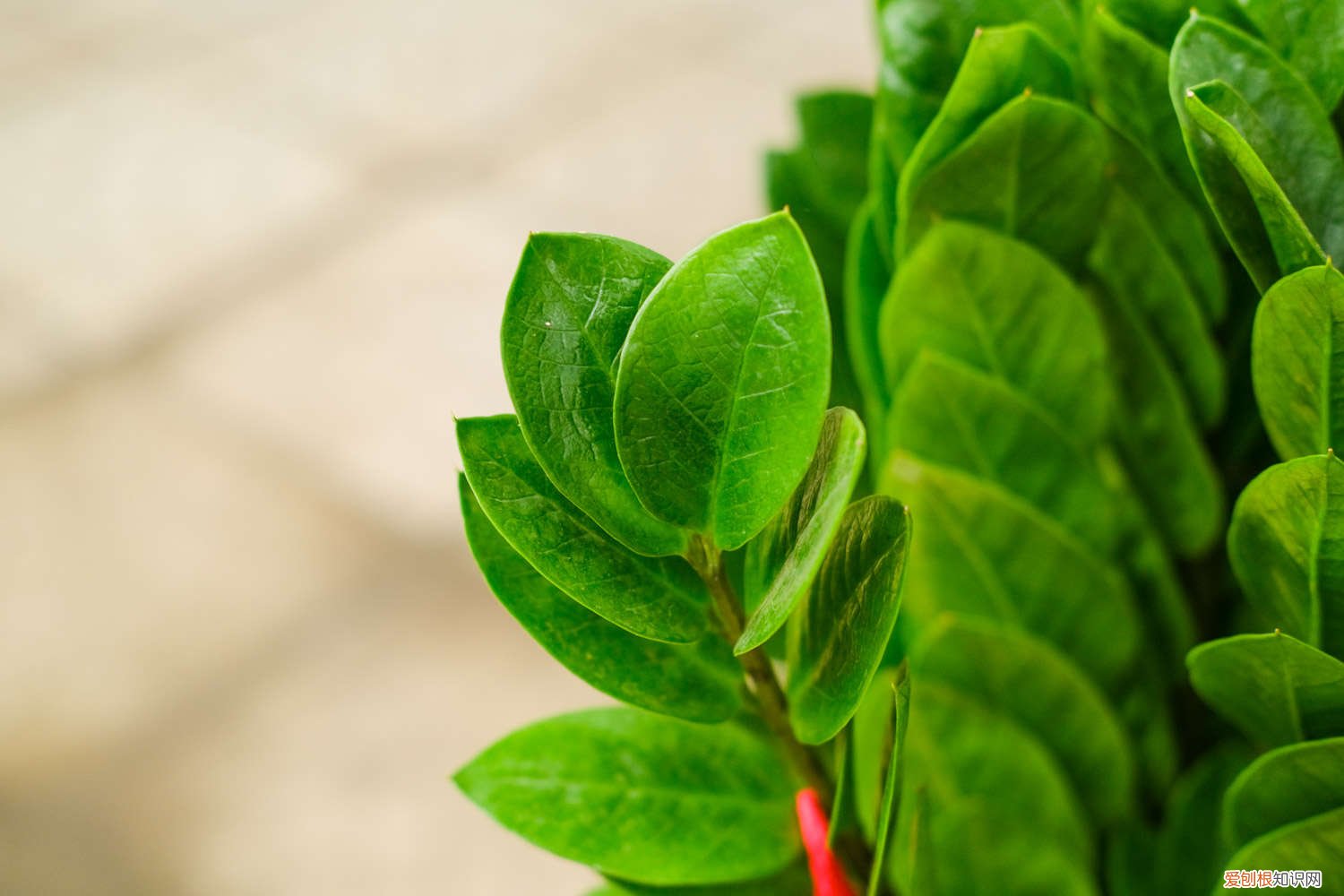 金钱树每次浇多少水 金钱树浇多少水