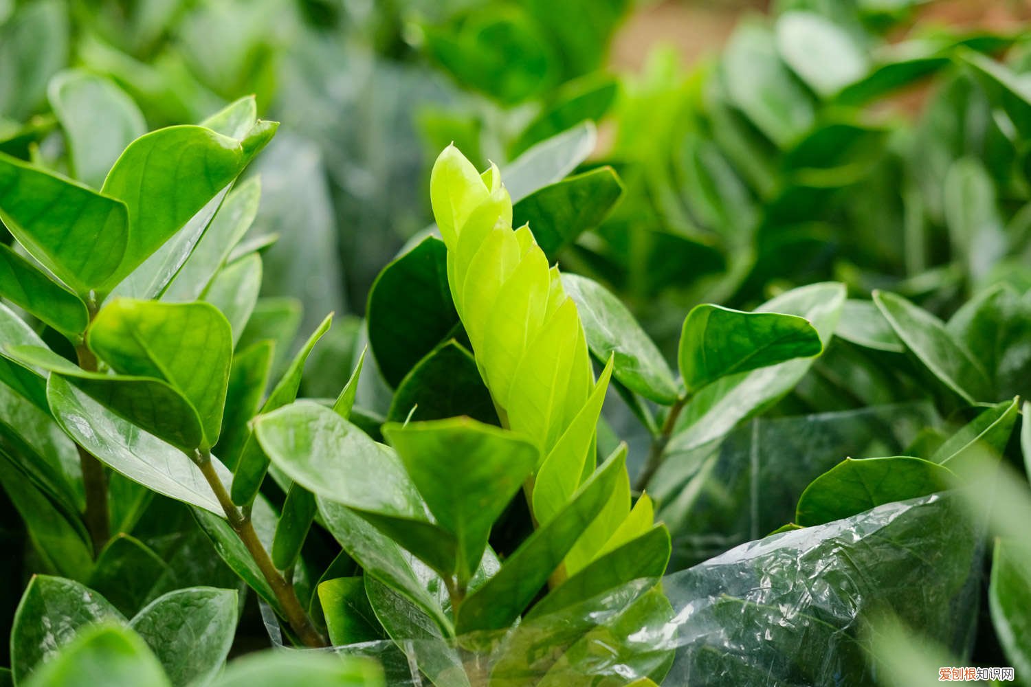 金钱树每次浇多少水 金钱树浇多少水