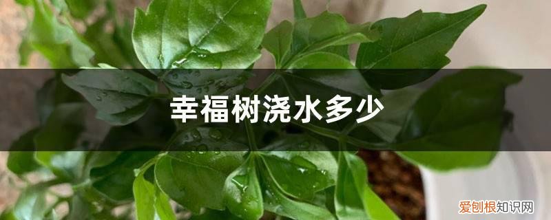 幸福树浇水多少天浇一次 幸福树浇水多少