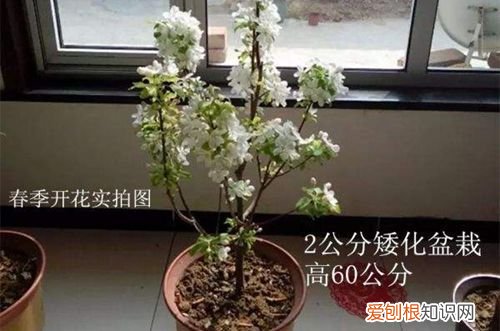 图 八棱海棠树种植方法 八棱海棠树的养殖方法和注意事项