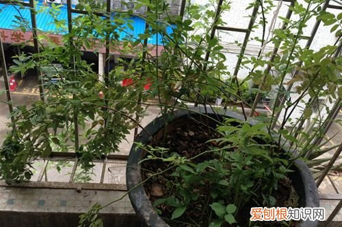 图 蔷薇花为什么不开花 蔷薇花怎么样才开花