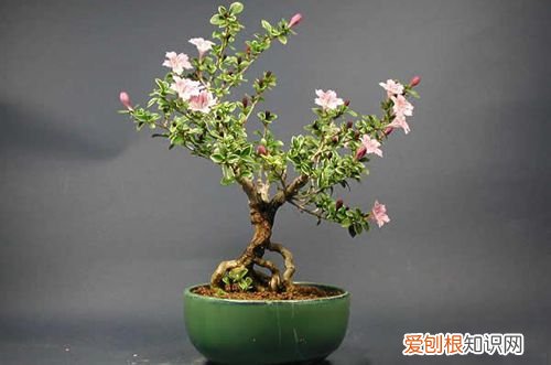 图 六月雪掉叶子怎么回事 六月雪叶子掉完了怎么办