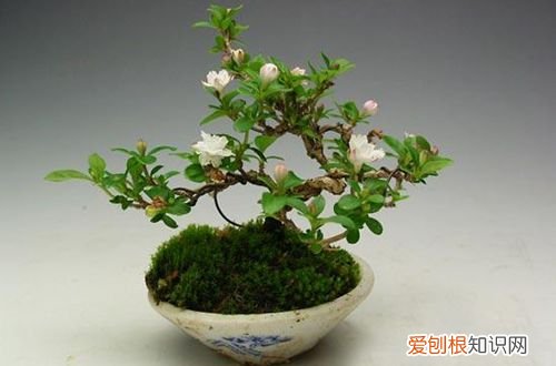 图 六月雪掉叶子怎么回事 六月雪叶子掉完了怎么办