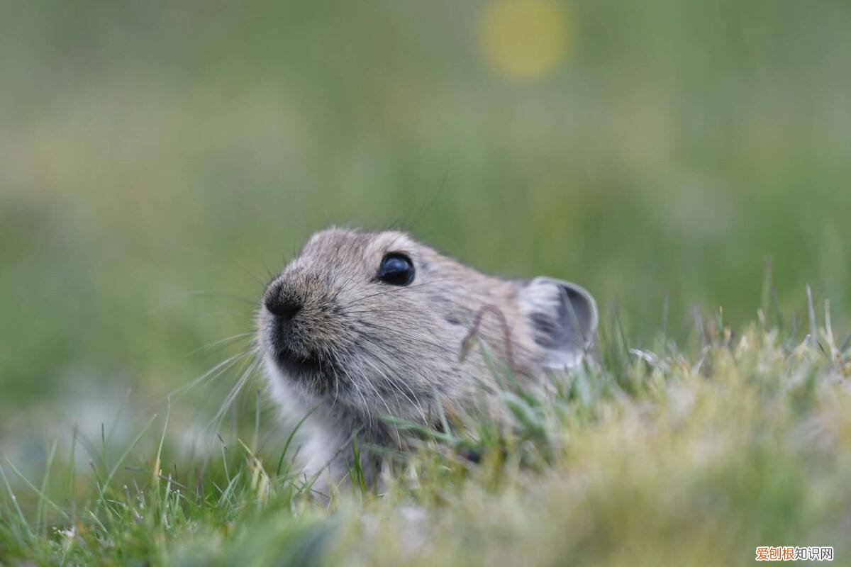 高原鼠兔自然寿命,为什么没有养高原鼠兔的