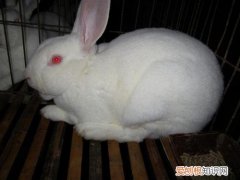 德系獭兔与法系獭兔哪个好，德系獭兔图片