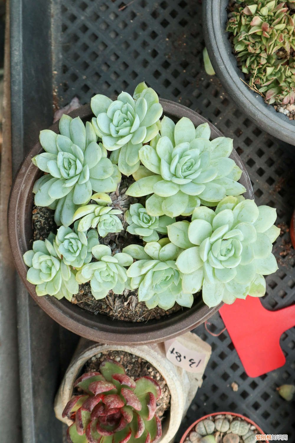 多肉植物是怎么繁殖的怎么栽培的 肉多多的多肉植物怎么繁殖