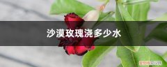 沙漠玫瑰要浇水吗 沙漠玫瑰浇多少水