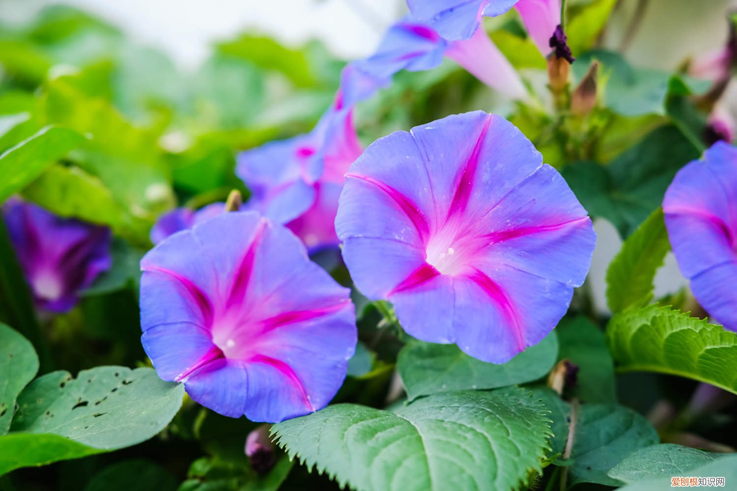 盆栽牵牛花多少天浇次水合适 盆栽牵牛花多少天浇次水