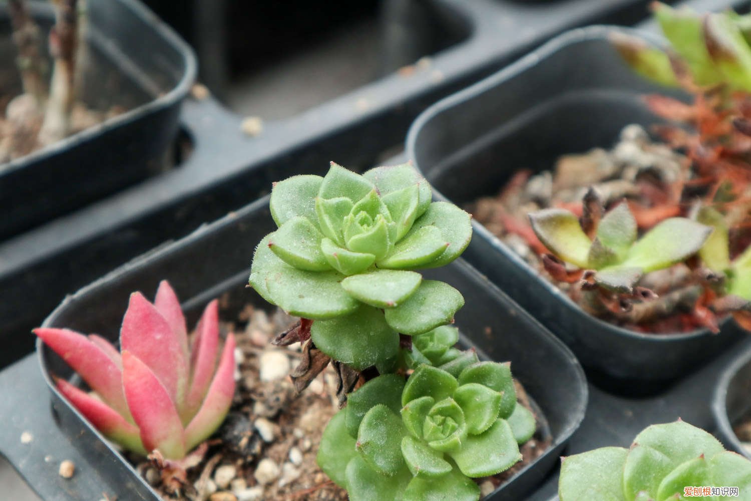 多肉植物蒂亚怎样爆盆 蒂亚怎么爆盆