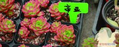 多肉植物蒂亚怎样爆盆 蒂亚怎么爆盆