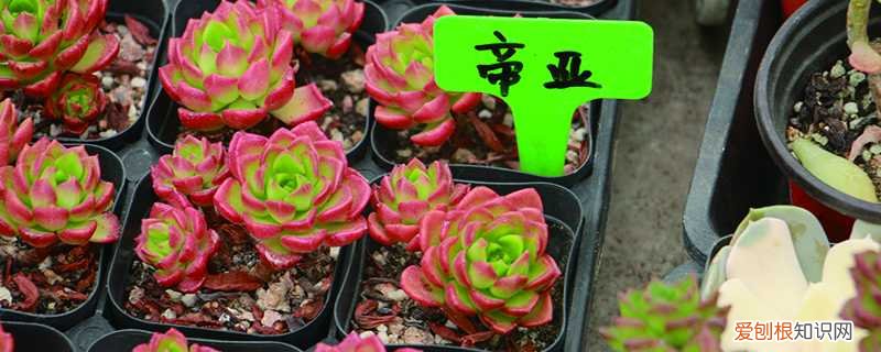 多肉植物蒂亚怎样爆盆 蒂亚怎么爆盆